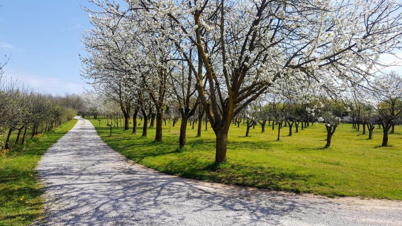 Agriturismo Borgo Borromeo Villa Rubano Luaran gambar